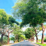 🌿 夏日的三芝路上